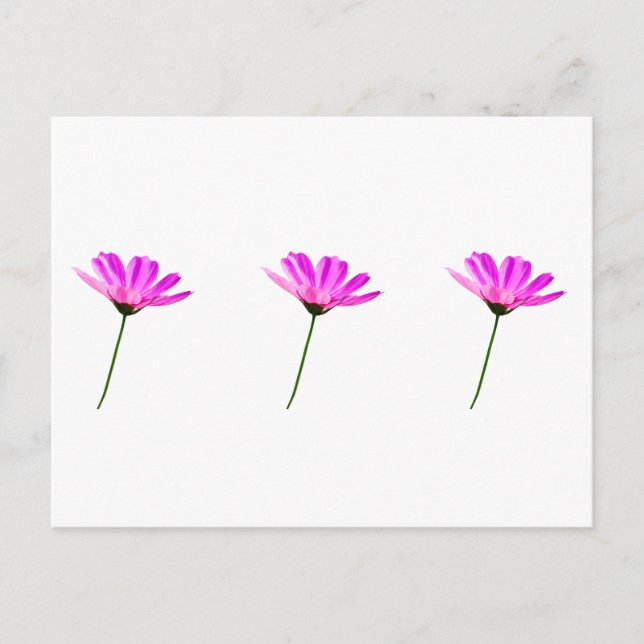 Postal Margarita Rosa   (Anverso)