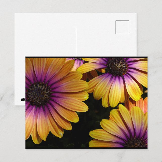 Postal Margaritas africanas amarillas y moradas (Anverso / Reverso)