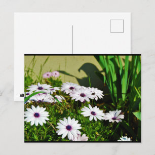 Postal Margaritas africanas blancas