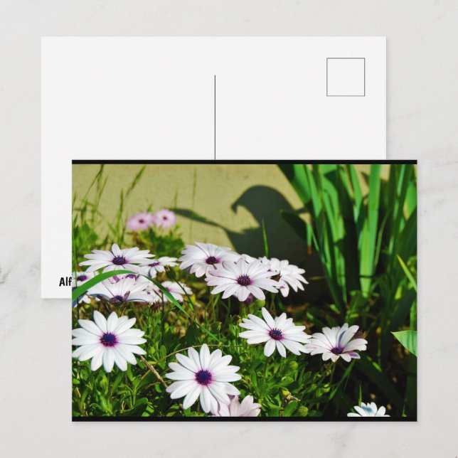 Postal Margaritas africanas blancas (Anverso / Reverso)