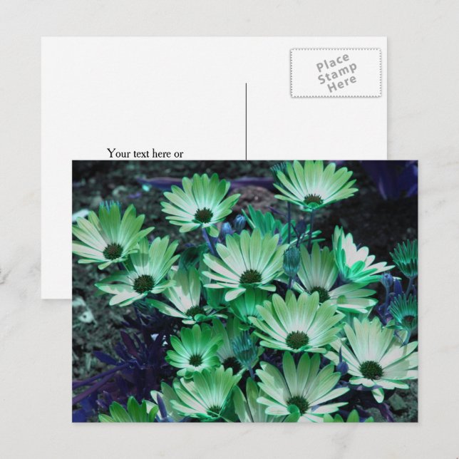 Postal Margaritas Africanas Verdes Flor Personalizadas (Anverso / Reverso)