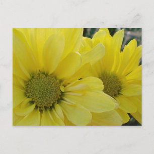 Postal Margaritas amarillas