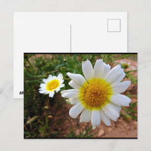 Postal Margaritas Comunes