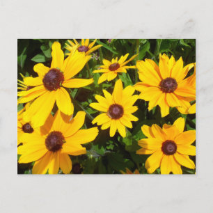 Postal Margaritas- Rudbeckias