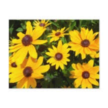 Margaritas- Rudbeckias
