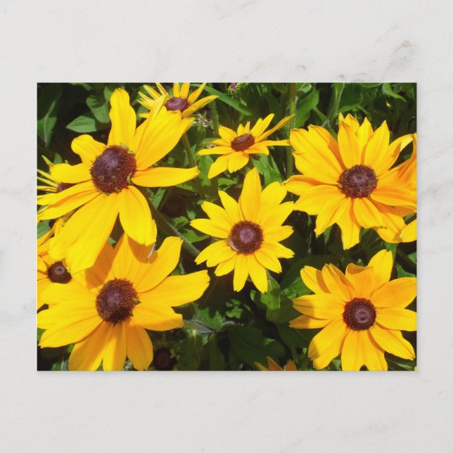 Postal Margaritas- Rudbeckias (Anverso)