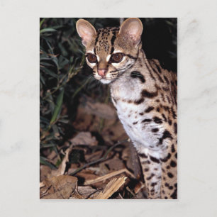 Postal Margay (Felis wiedi)