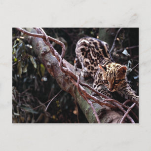 Postal Margay (Felis wiedi) en el árbol