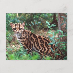 Postal Margay, Leopardus wiedi, nativo de México