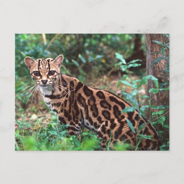 Postal Margay, Leopardus wiedi, nativo de México (Anverso)