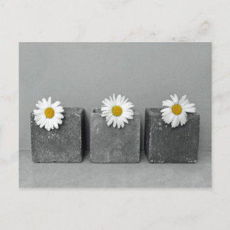 Postal Margeriten