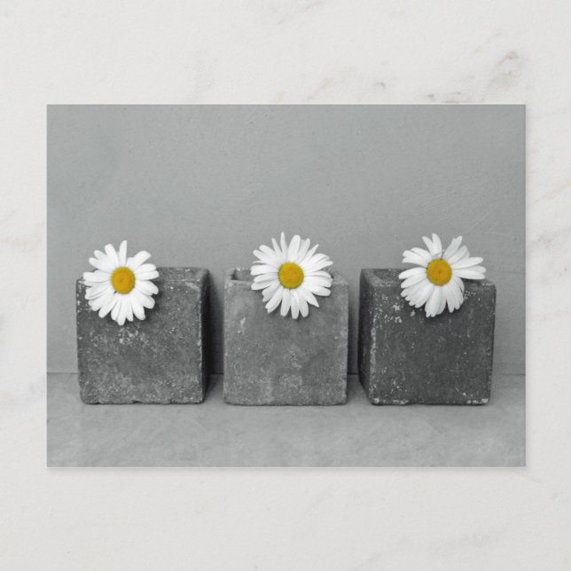 Postal Margeriten (Anverso)