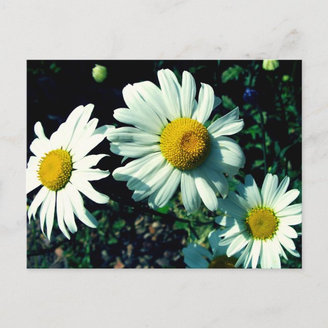 Postal Margueritas (Anverso)