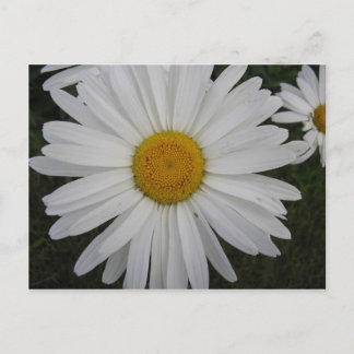 Postal Marguerite