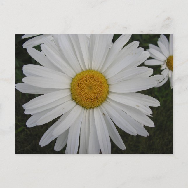 Postal Marguerite (Anverso)
