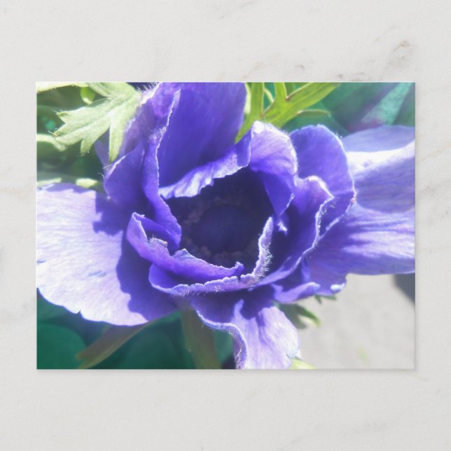 Postal Marguerite (Anverso)