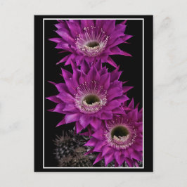 Postal Maria Piazza a la tercera