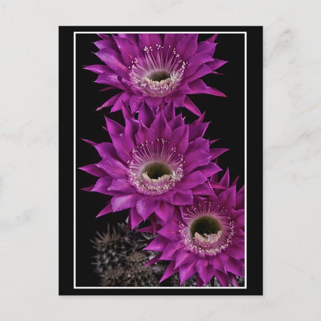 Postal Maria Piazza a la tercera (Anverso)