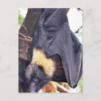 Mariana Fruit Bat
