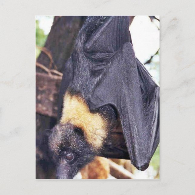 Postal Mariana Fruit Bat (Anverso)