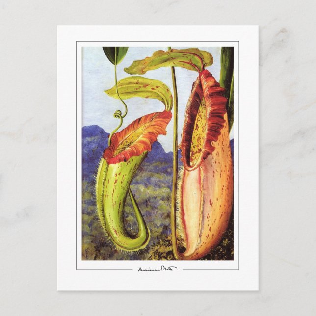 Postal Marianne North #1 - Postcard Bella Artes (Anverso)