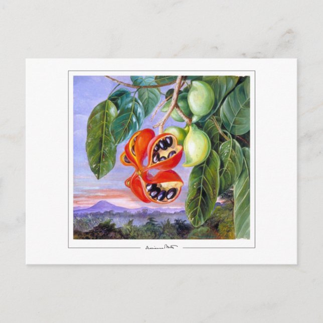 Postal Marianne North #9 - Postcard Bella Artes (Anverso)