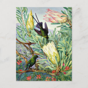 Postal Marianne North - Flores de miel y lúpulos de miel