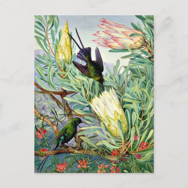 Postal Marianne North - Flores de miel y lúpulos de miel (Anverso)