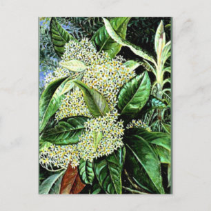 Postal Marianne North - Olearia argophylla