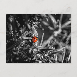 Postal Marienkäfer