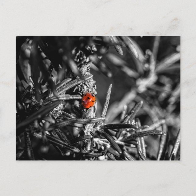 Postal Marienkäfer (Anverso)