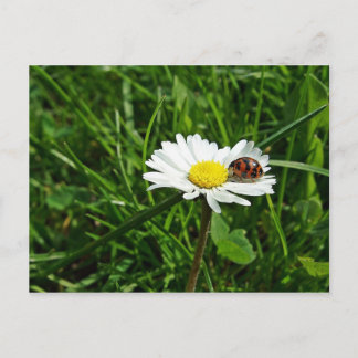 Postal marienkäfer auf gänseblümchen