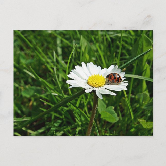 Postal marienkäfer auf gänseblümchen (Anverso)