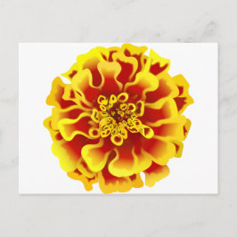 Postal Marigold