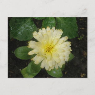 Postal Marigold amarillo pequeño