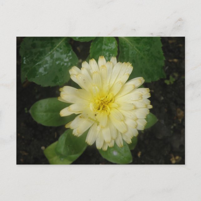 Postal Marigold amarillo pequeño (Anverso)
