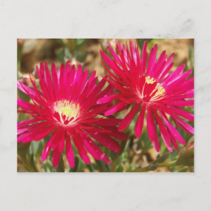 Postal Marigold de Red Fig