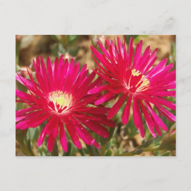 Postal Marigold de Red Fig (Anverso)