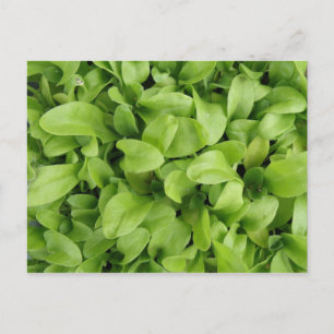 Postal Marigold Selings