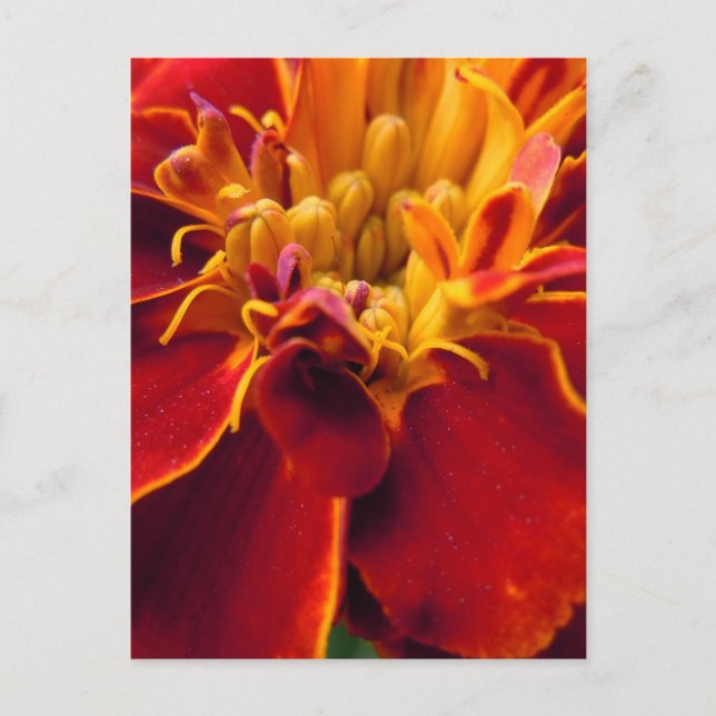 Postal Marigold Up Close (Anverso)