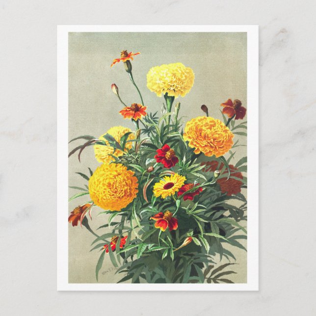 Postal Marigold vintage (Anverso)