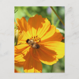 Postal Marigold w. Bee # 1