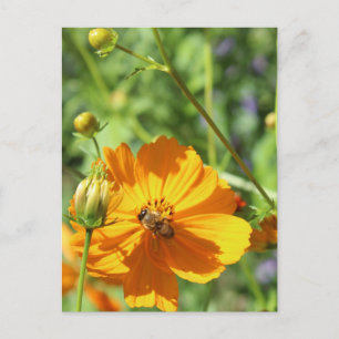 Postal Marigolds w. Bee # 2