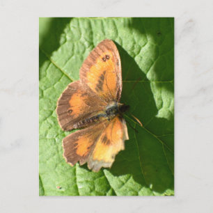 Postal Mariposa