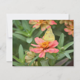 Postal Mariposa