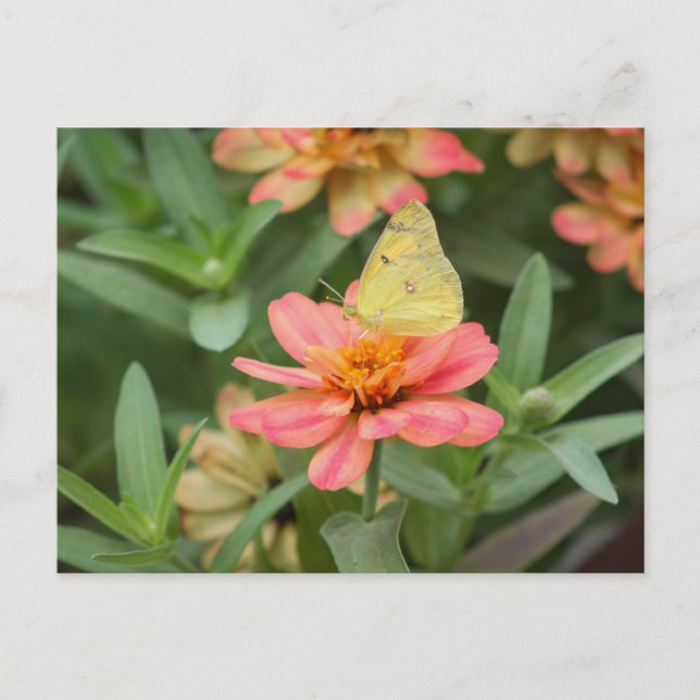 Postal Mariposa (Anverso)