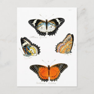 Postal mariposa