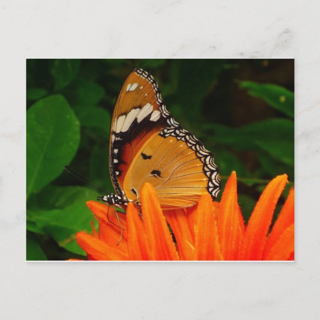 Postal Mariposa (Anverso)