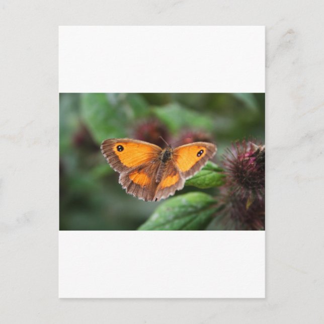 Postal Mariposa (Anverso)