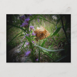 Postal mariposa